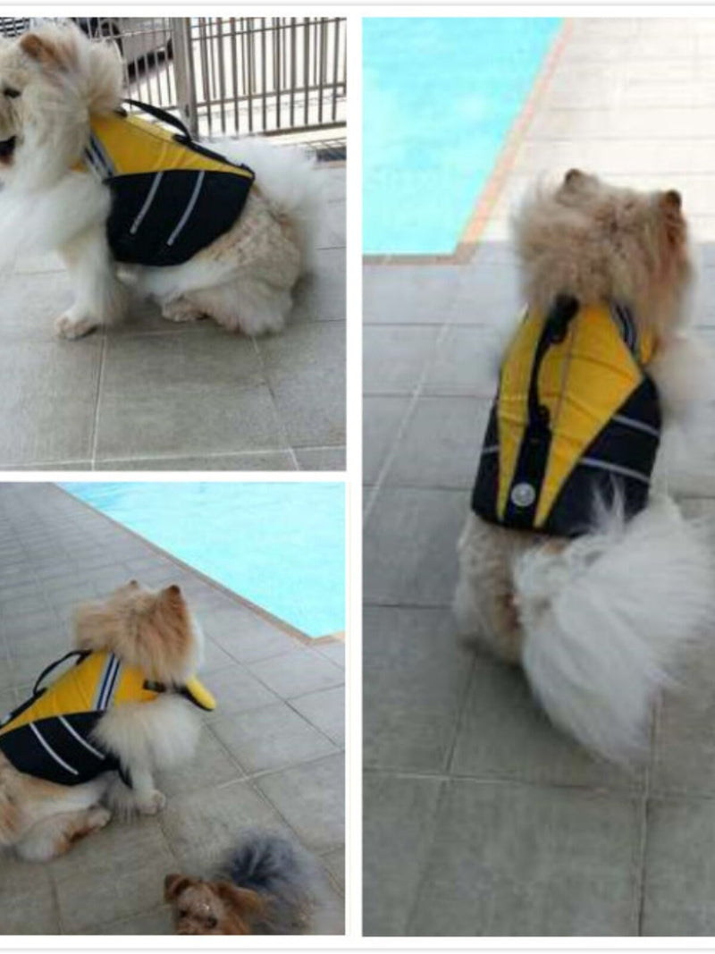 Niet elke hond blijft vanzelf drijven